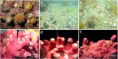 Arctic Coralline Algae Elevate Surface pH and Carbonate in the Dark